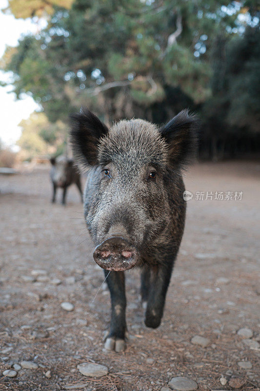 野猪(Sus scrofa)，欧亚野猪